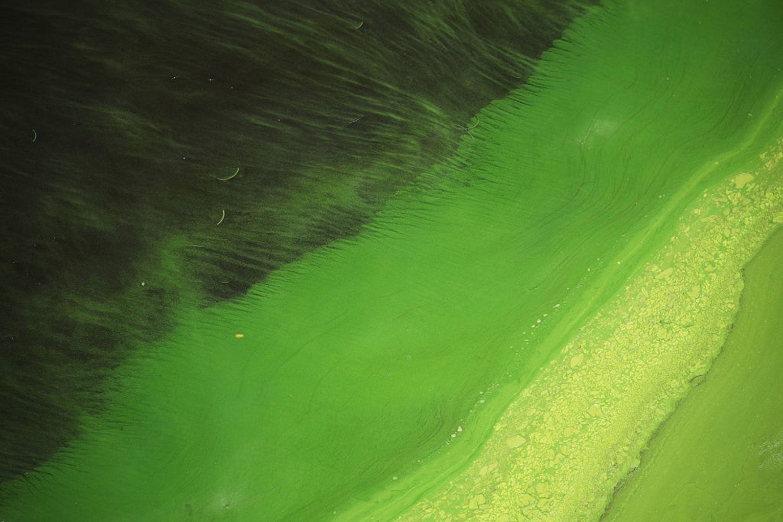 What are algae?